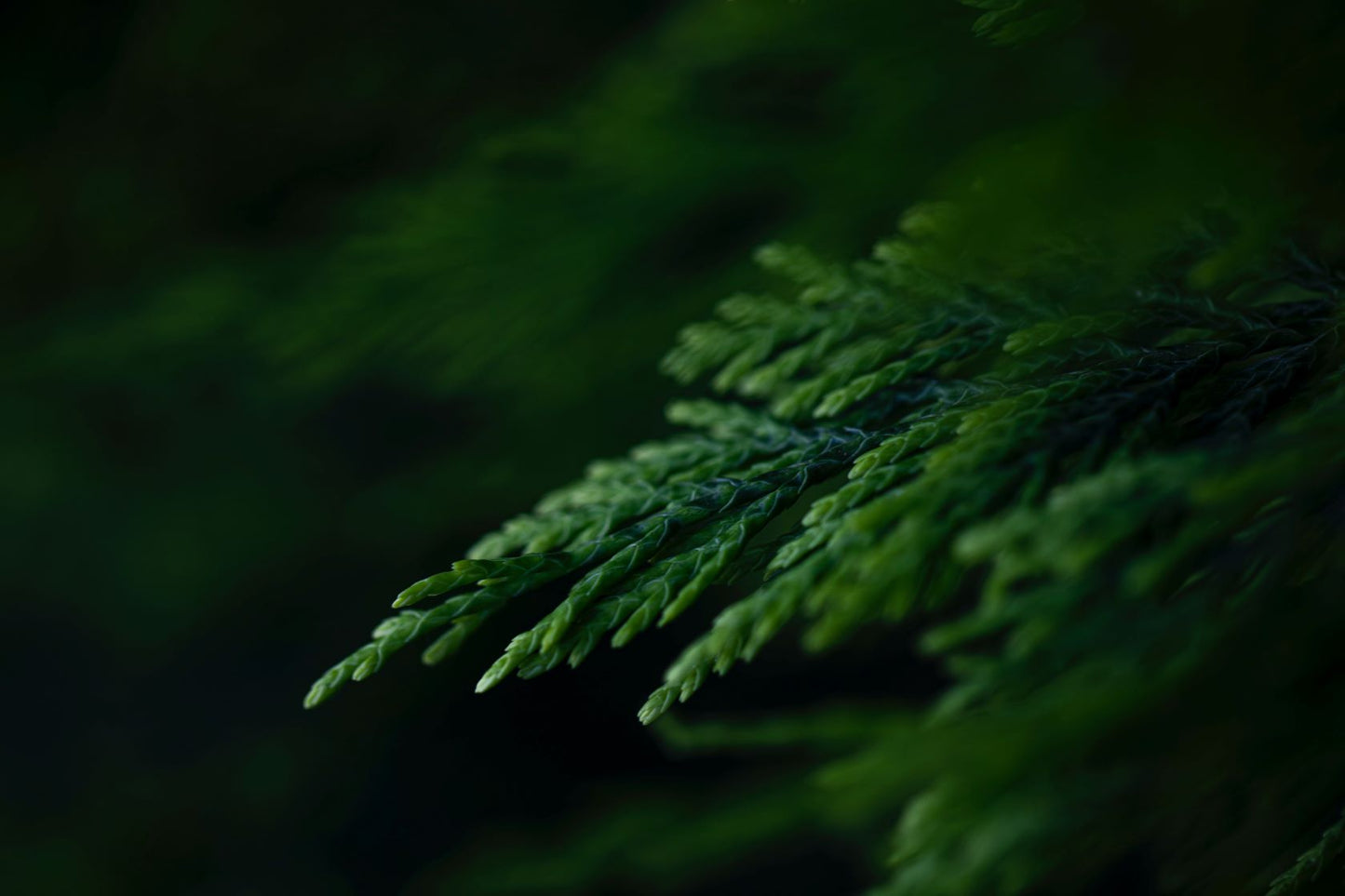 Balsam & Cedar Candle Fragrance Oil
