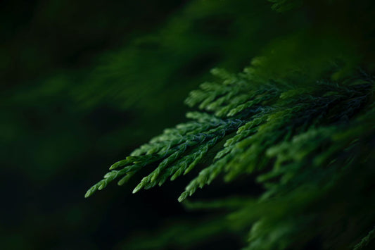 Balsam & Cedar Candle Fragrance Oil