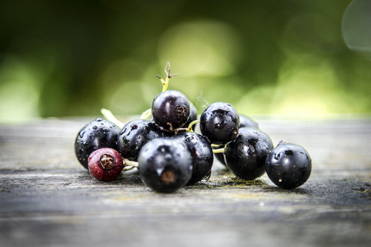 Black Currant Candle Fragrance Oil