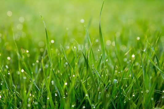 Cool Cut Grass Candle Fragrance Oil