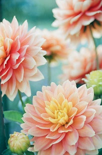 Dahlia & Vine Candle Fragrance Oil
