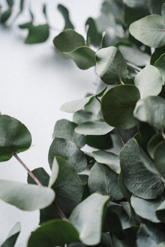 Eucalyptus Candle Fragrance Oil
