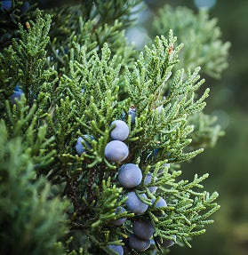 Evergreen Berry Candle Fragrance Oil