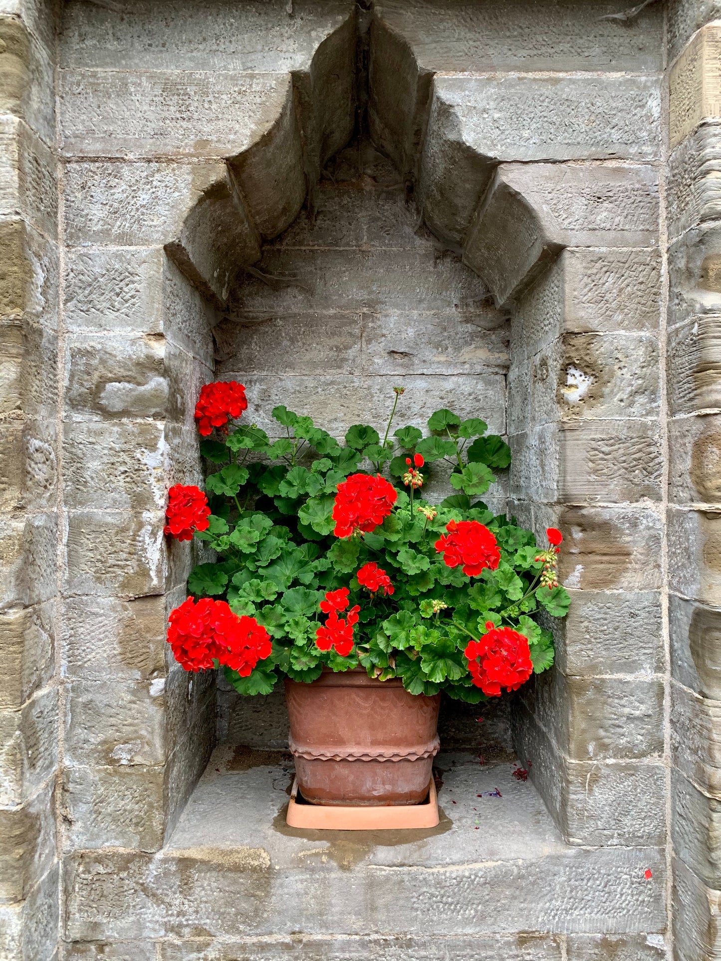 Geranium Candle Fragrance Oil