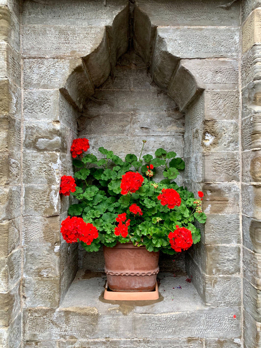 Geranium Candle Fragrance Oil