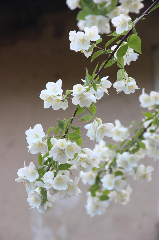 Jasmine Candle Fragrance Oil