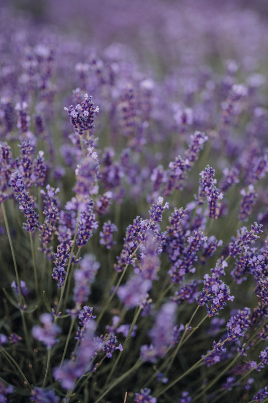 Lavender Candle Fragrance Oil