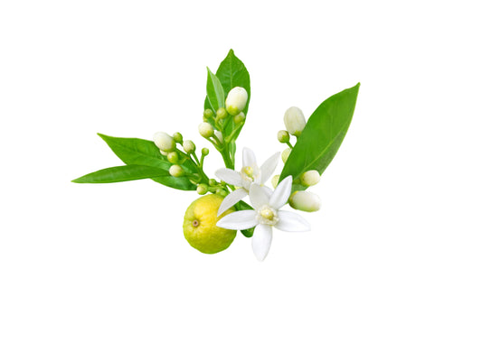 Neroli Candle Fragrance Oil