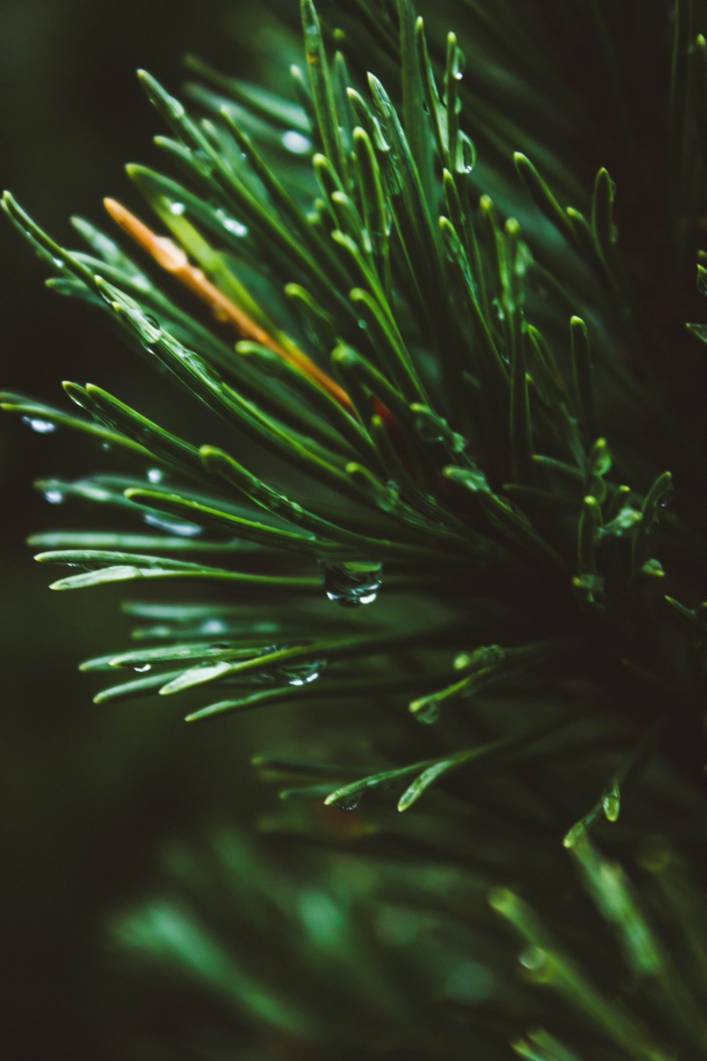 Pine Candle Fragrance Oil