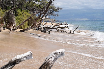 washed driftwood