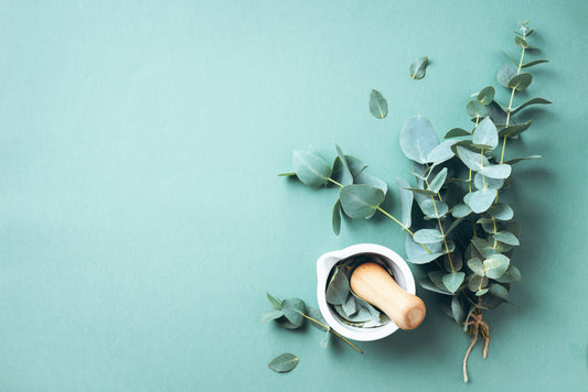 Eucalyptus Radiata Essential Oil
