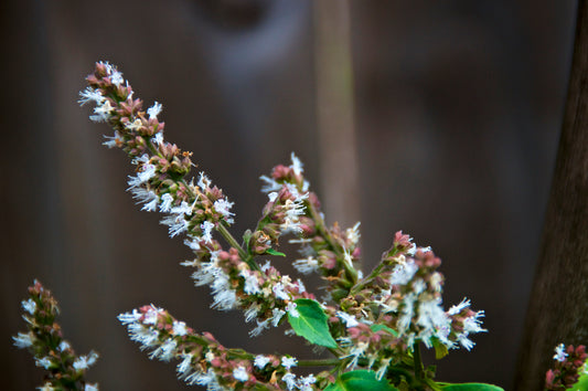 Patchouli Essential Oil