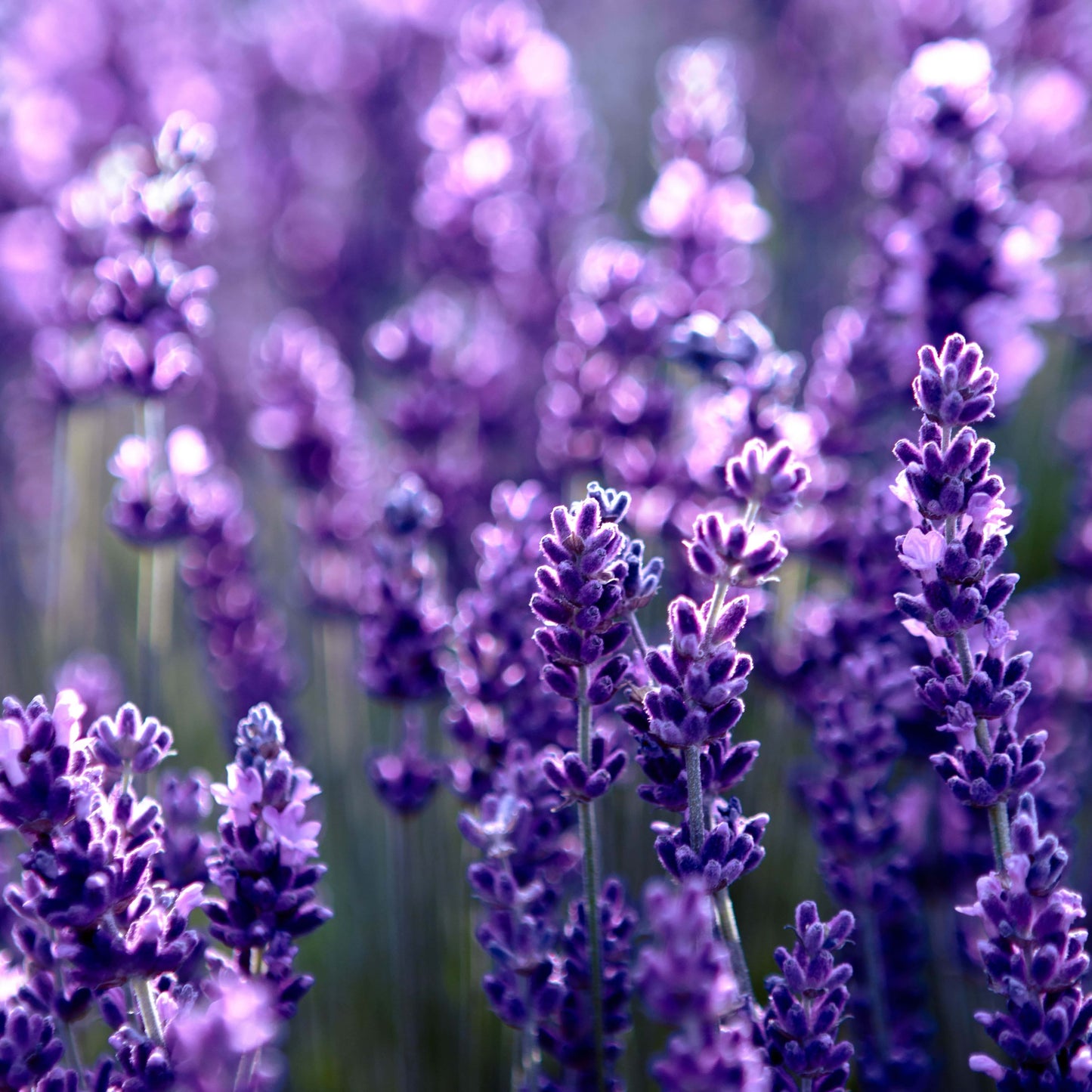 Lavender Essential Oil