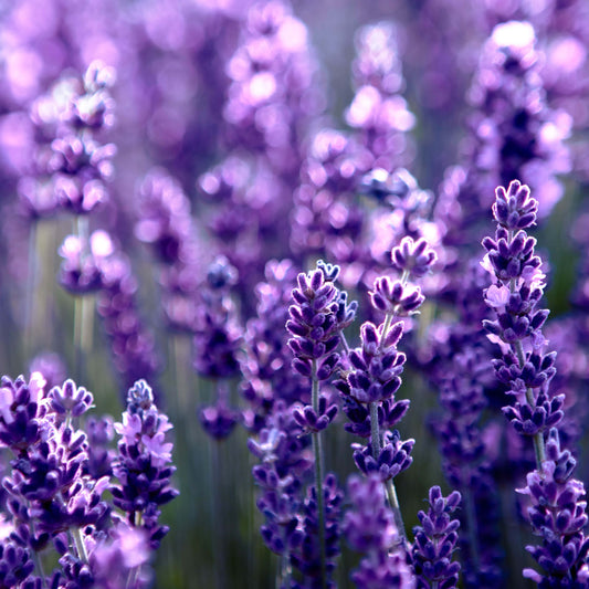 Lavender Essential Oil