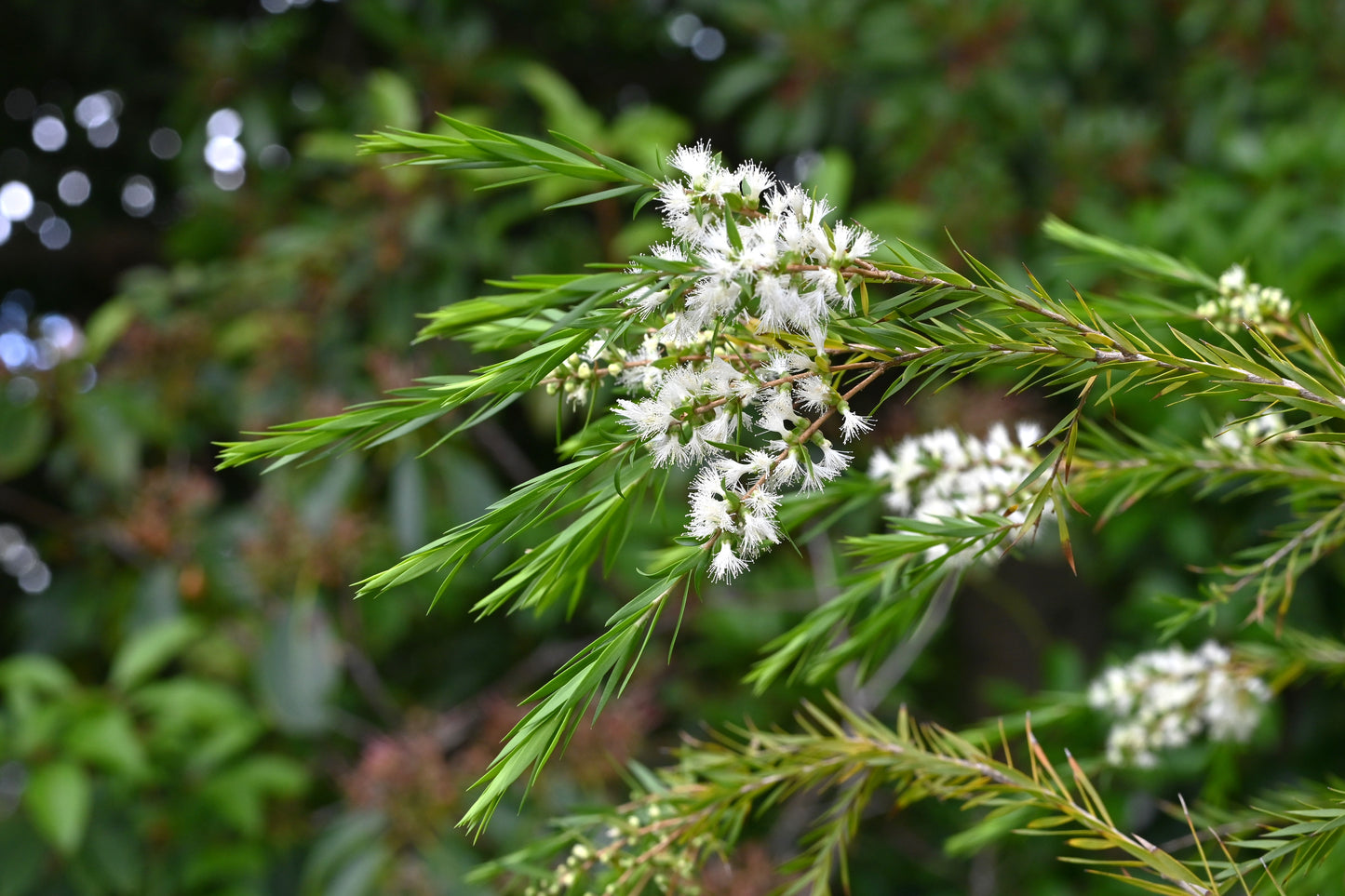 Tea Tree Essential Oil