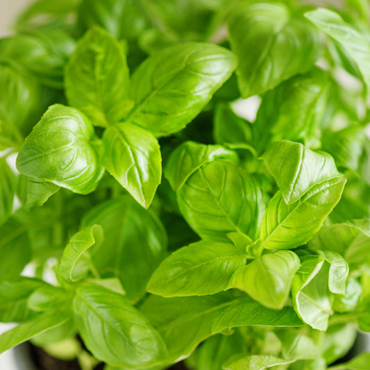 Basil Sweet Linalool Essential Oil