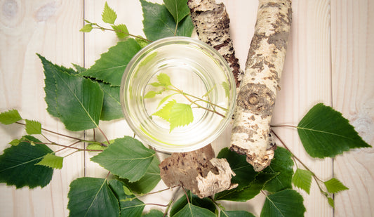 Birch Sweet Essential Oil